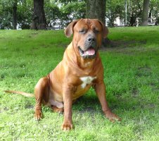 Mastiff_yapon