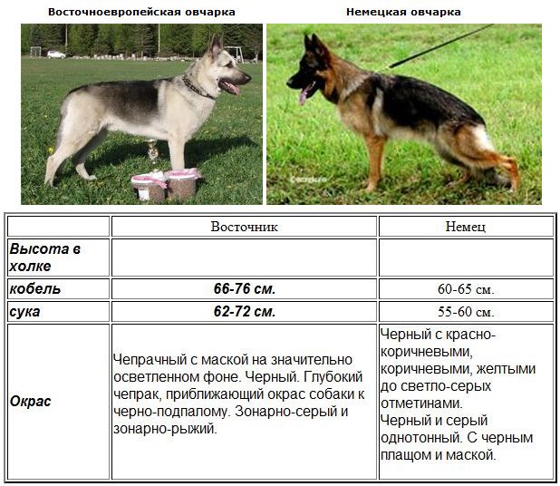 Самые выдающиеся породы овчарок Европейская и Немецкая: чем отличаются и как ухаживать?