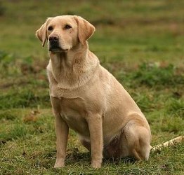 Labrador-pal