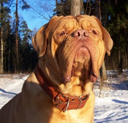 bordoskiy-dog