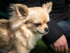 Особенности ухода и кормления за чихуахуа в домашних условиях