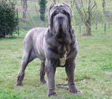 Mastiff_neap