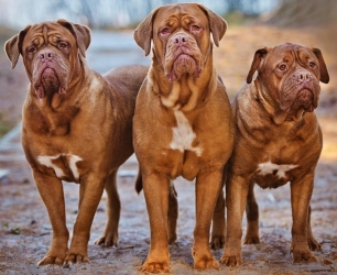 bordoskiy-dog-opis
