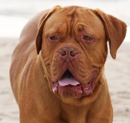 dogue_de_bordeaux