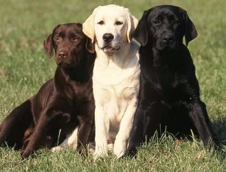 Labrador-Retr