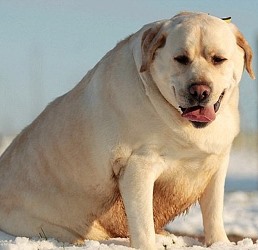 labrador-sobaka