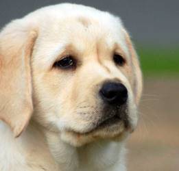 labrador-shenok