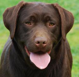 Labrador-shok