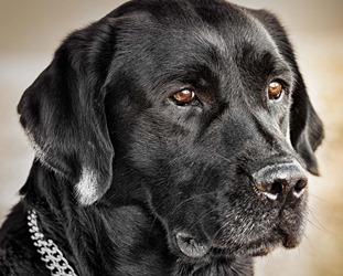 Labrador-black