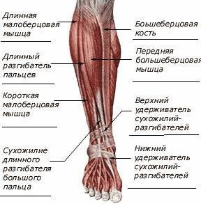 мышцы голени