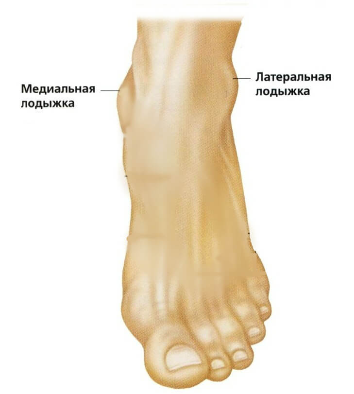 лодыжка