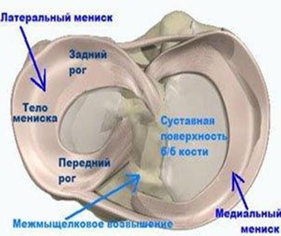 коленный сустав изнутри 